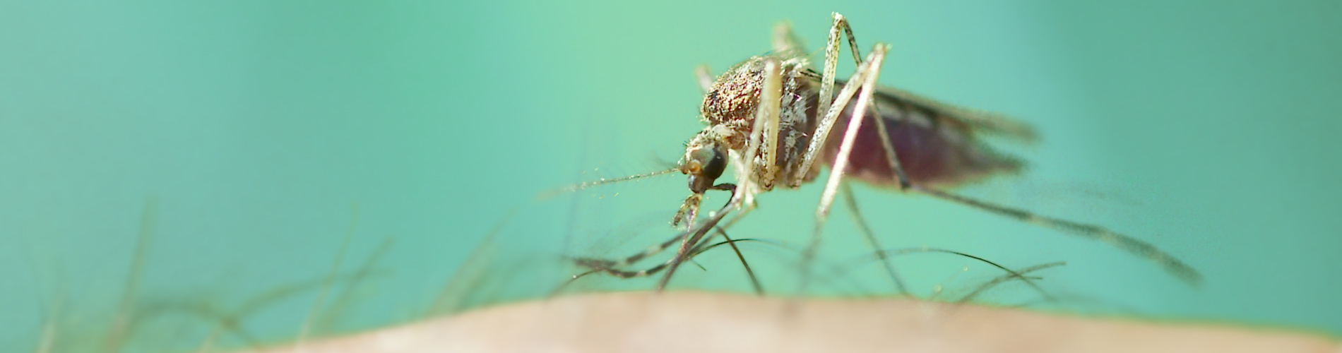 What Seniors Need to Know About Zika