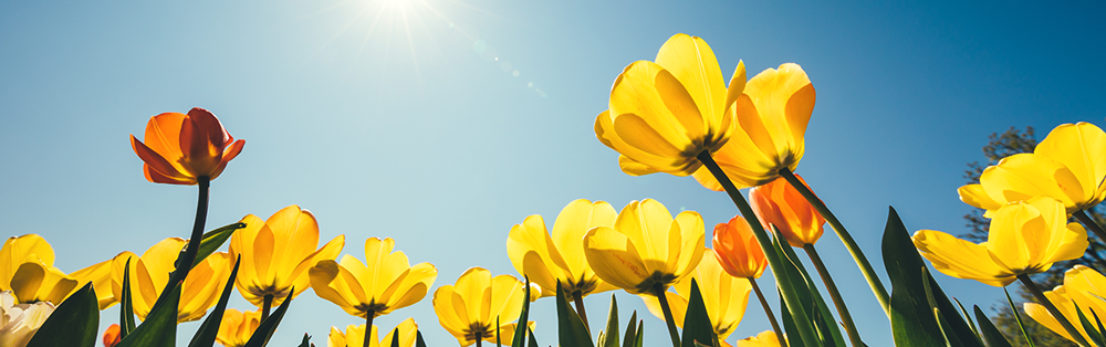 Spring into Action to Refresh Your Mind & Body