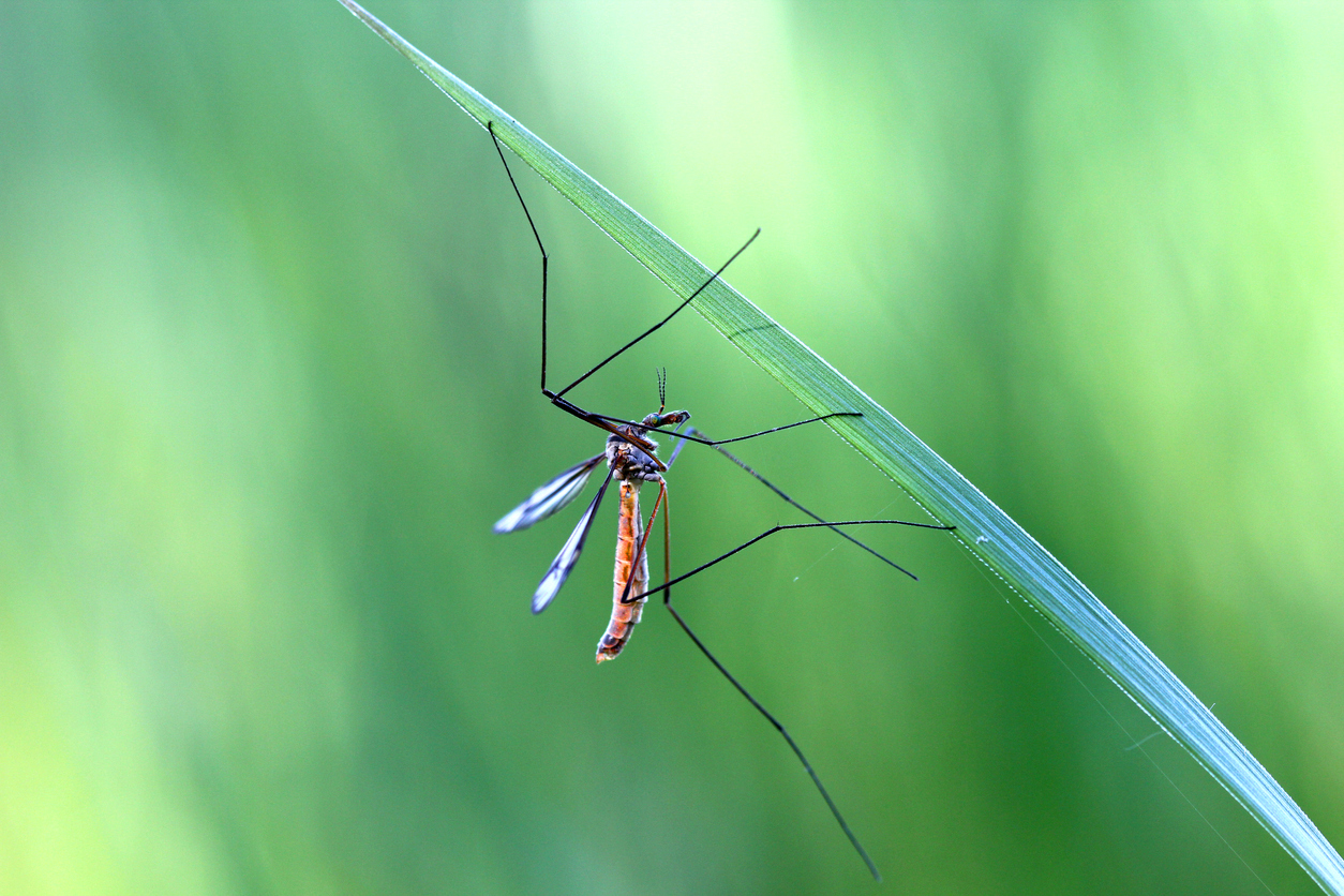 The Myths You Need to Stop Believing About Mosquitoes